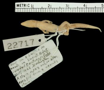 Media type: image;   Herpetology R-22717